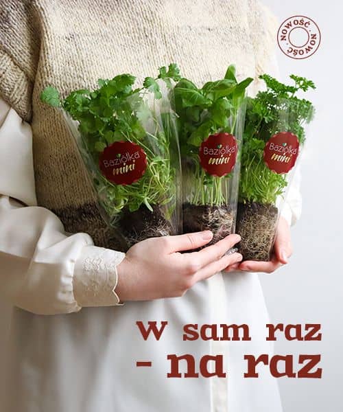 Person in a white sweater holds three Baziółka mini herb pots wrapped in plastic with red branding labels.