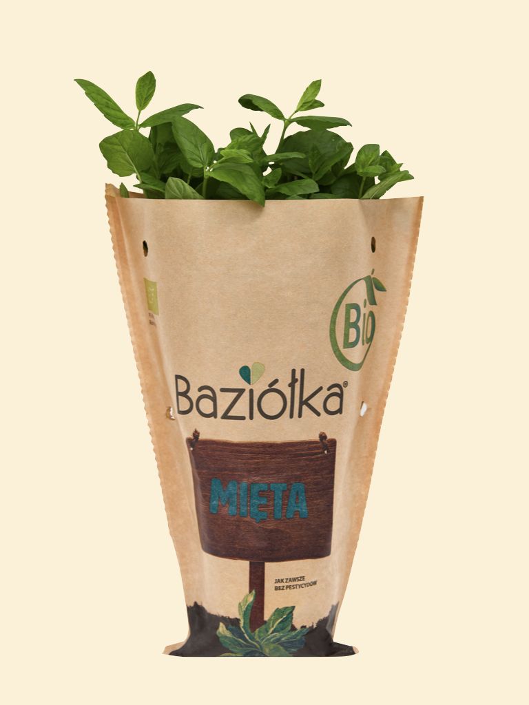 Mięta BIO