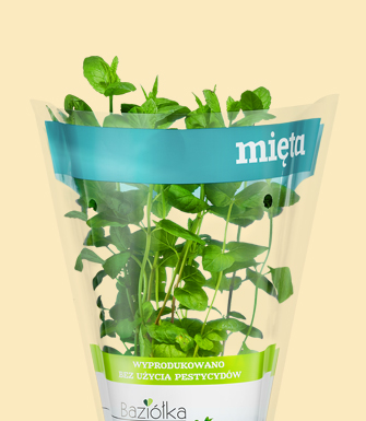 Mięta