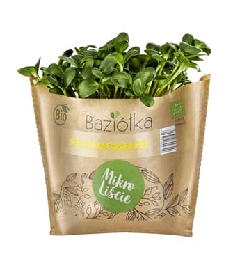 Słonecznik