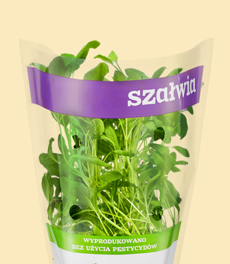 Szałwia