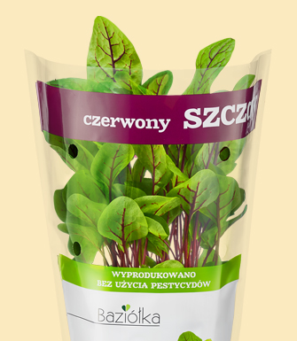 Szczaw