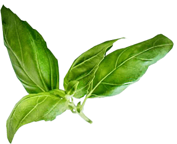 Lush green basil leaves with detailed venation patterns displayed against a solid black background.